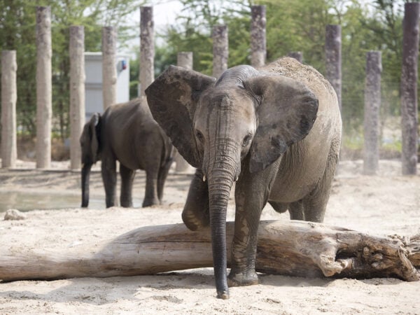 גן החיות דובאי